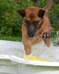 dog-pool-750563_1280 dog-pool-750563_1280